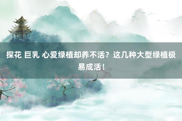 探花 巨乳 心爱绿植却养不活？这几种大型绿植极易成活！